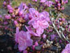 dauricum (dwarf selection)-1